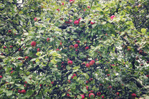 apples on a tree 
