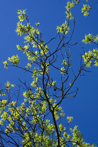 Low Angle Shot Of Tree Branches With Green Leaves Against A Blue Sky