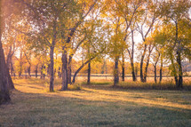 sunlight through trees in autumn 