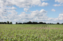 crops in a field 