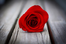 red long stem rose on wood boards 