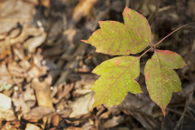 green and red leaves 