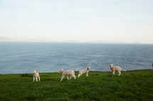lambs playing 