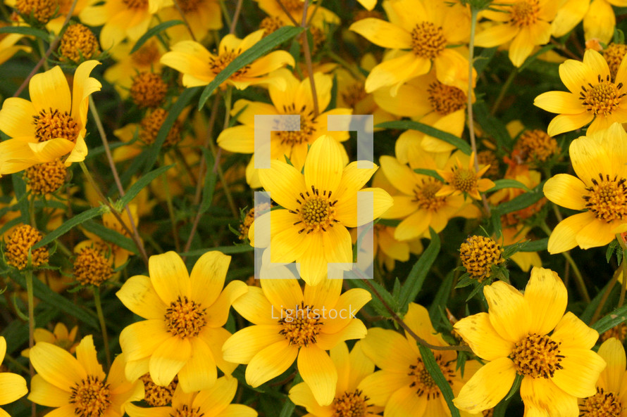 yellow flowers background 