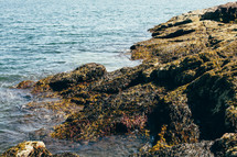 seaweed on rocks along a shore 
