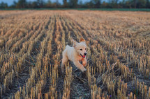 Energetic Golden Retriever Puppy Runs to camera at summer on open area field outdoors. Hunting breed dog, Adventure.