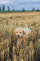 Authentic Portrait Tiny Pedigreed Golden Retriever Puppy Running in Sunset Light