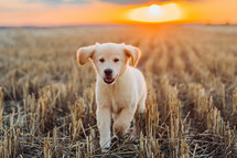 Energetic Golden Retriever Puppy Runs to camera at summer on open area field outdoors. Hunting breed dog, Adventure.