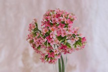bouquet of tiny pink flowers 