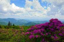 wildflowers growing on a mountain top 
