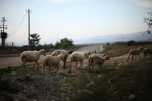 Herd of sheep in the dirt near a road.