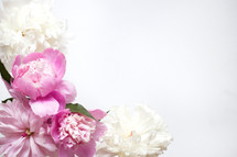 pink and white flowers in a corner on a white background 