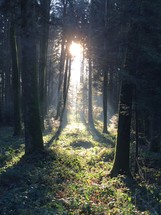 sunlight shining into a forest 
