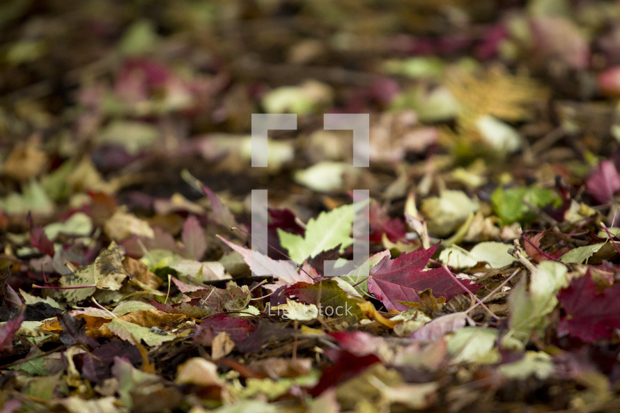 colorful leaves on a forest floor 