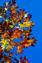 fall oak leaves on a tree