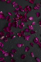 rose petals on black 