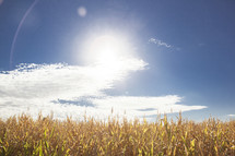 sun over a corn field 