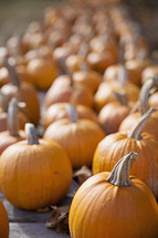 fall mini pumpkins 