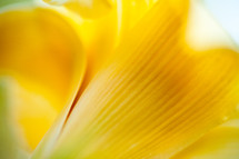 yellow petals 