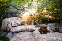 leopard on a rock 