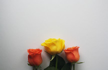 roses on a white background 