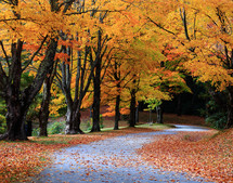 Pathway through fall leaves and trees.