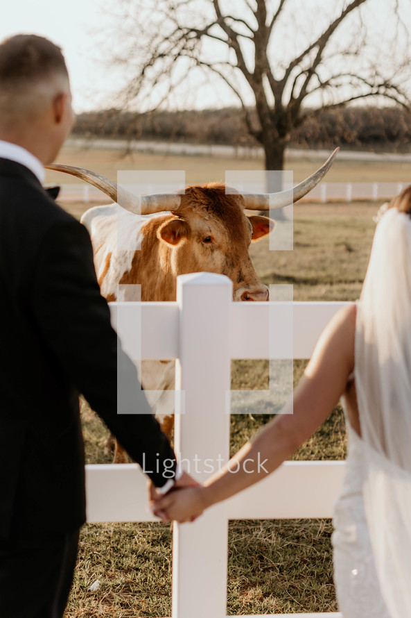 Bride and groom with longhorn