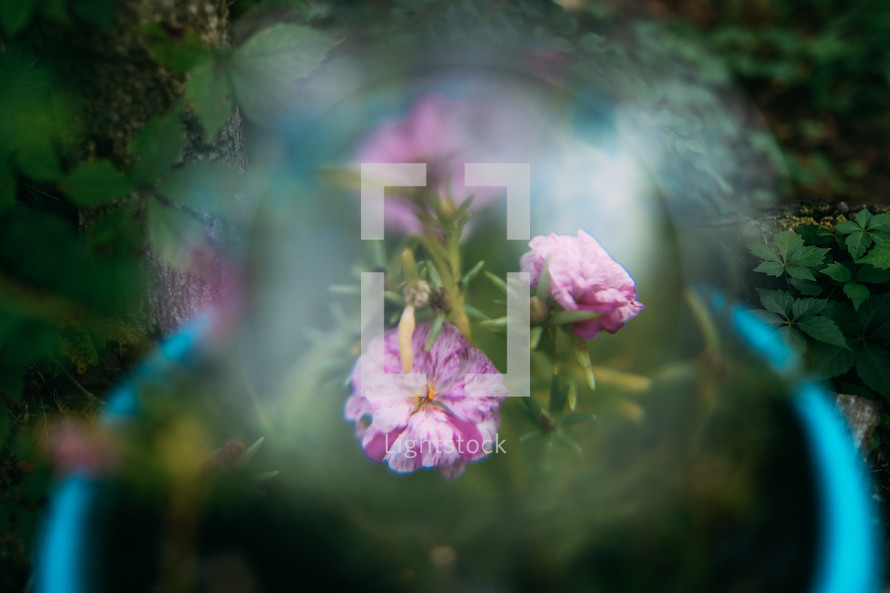 magnifying glass over pink flowers 