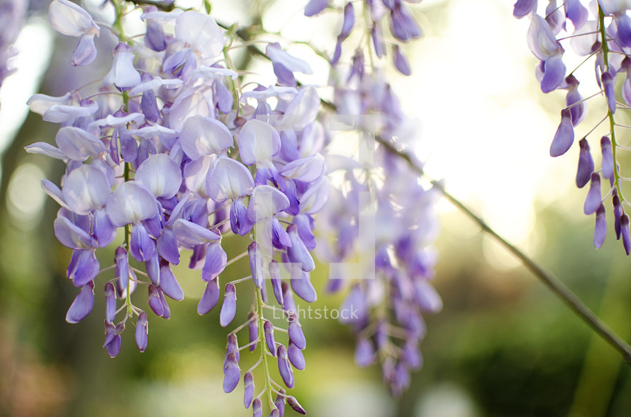wisteria flowers