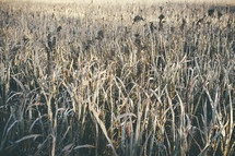 dry winter corn husks