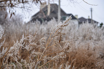 frost on brown vegetation 