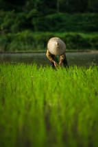 man in a rice field 