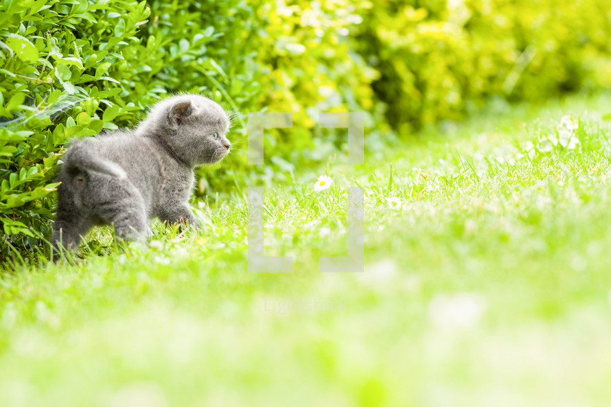 Kitten in the grass.