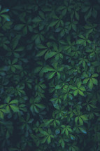 green leaves on vines 