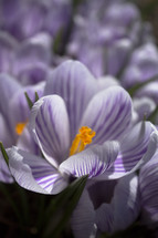 blooming iris 