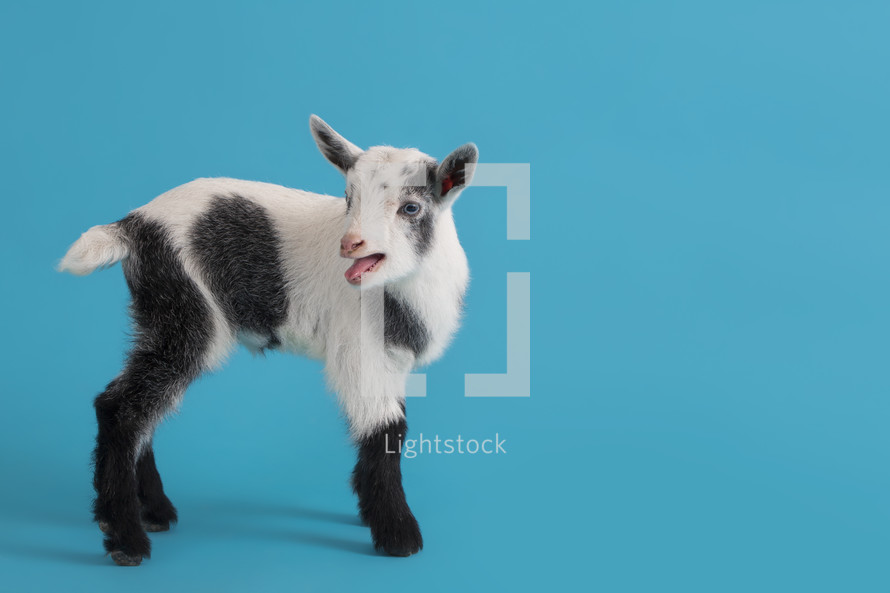 baby goat 