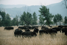 herd of buffalo 