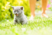 A kitten in the grass. 