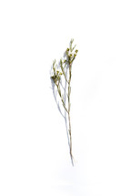 flower stem 