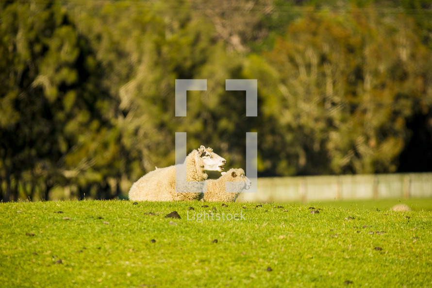 resting sheep in a pasture 