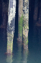barnacle covered posts in the ocean 