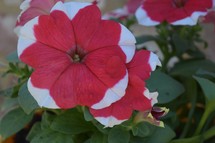 Red and white petunias 