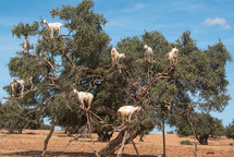 goats in a tree 