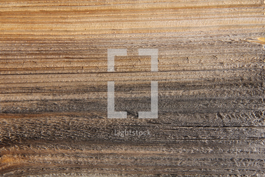 Wood grain of a tree