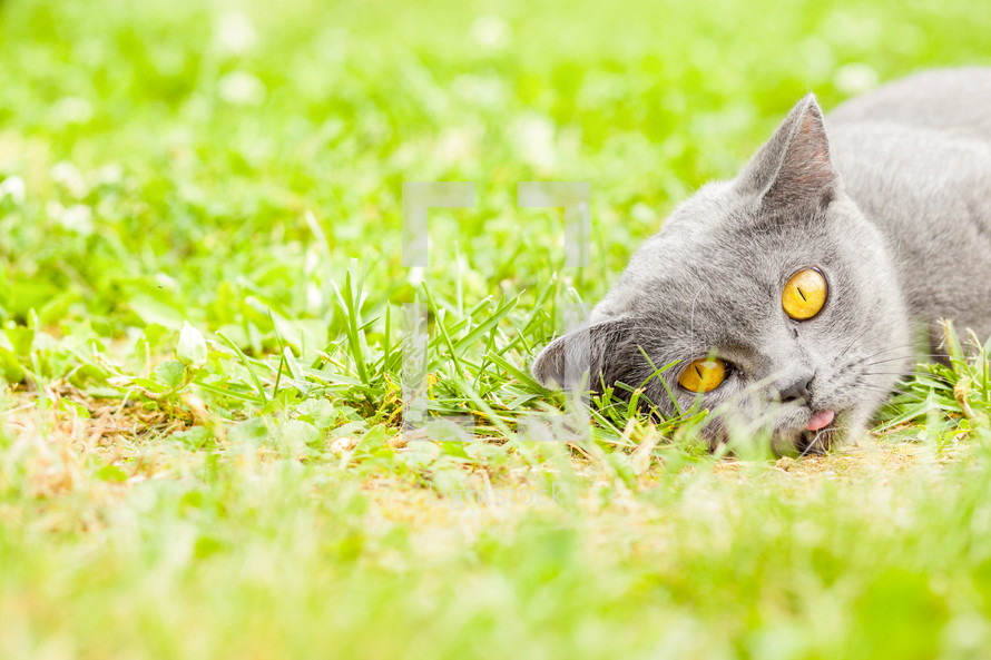 A cat in the grass. 