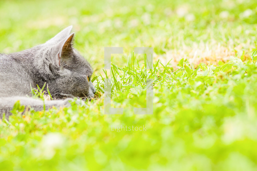 A cat stalking in the grass. 
