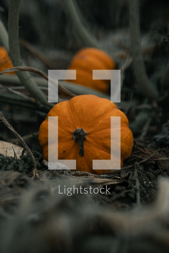 Small baby pumpkins growing on a pumpkin patch, halloween decorations, orange autumn fruit