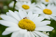 bug on a daisy