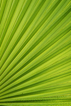 palm frond background 