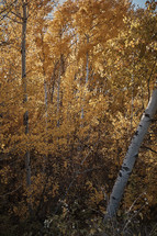 vibrant fall foliage 